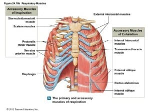 Understanding Apical Breathing